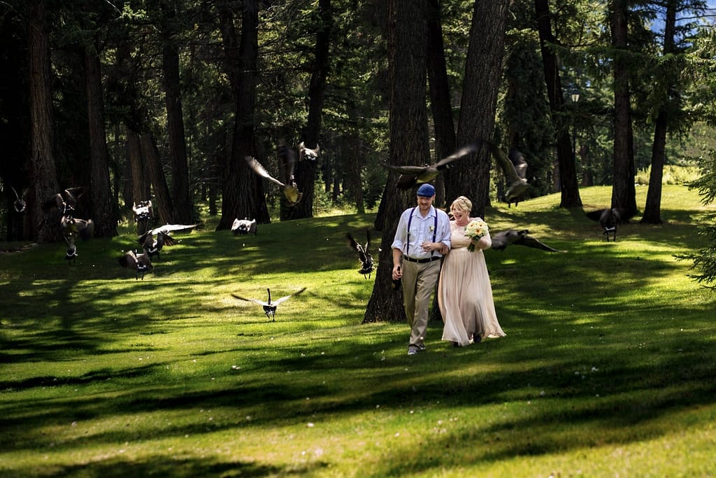 wedding couple walking along lawn while Candian Geese fly overhead at Jasper Park Lodge.